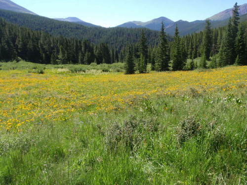 Yellow Sun Flowers everywhere.